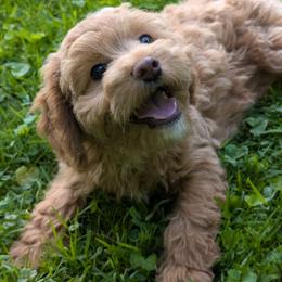 Bunny - Cream female Cavapoo puppy in Coshocton, Ohio from Forever Family Puppies
