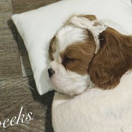 Cavalier King Charles Spaniels from Cavy Love