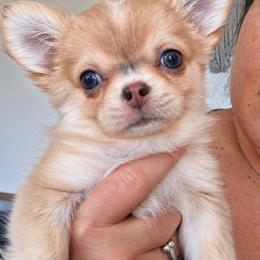 Genesis 5,500.00 Full AKC - Merle female Chihuahua puppy in Callao, Virginia from Grace & Glory Chihuahuas