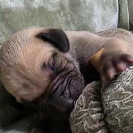 Hunter - Fawn male Great Dane puppy in Albany, Oregon from Red Cloud Australian Shepherds and DeGray Great Danes & Bulldogs