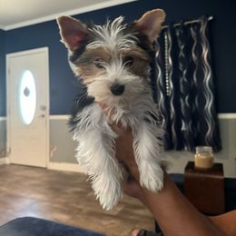 Parti girl - Parti Yorkshire Terrier puppy in Pikeville, North Carolina from A Yorkie’s World