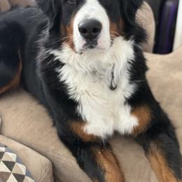 Joan Jett - Bernese Mountain Dog