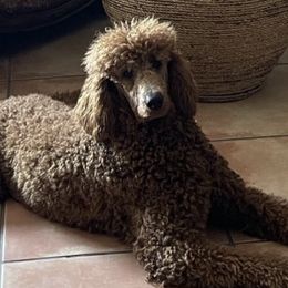 Poodles from My Best Friend