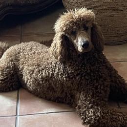 Poodles from My Best Friend