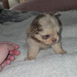 Poppy - Chocolate merle female Pomeranian puppy in Angleton, Texas from Pomeranian Palace, LLC