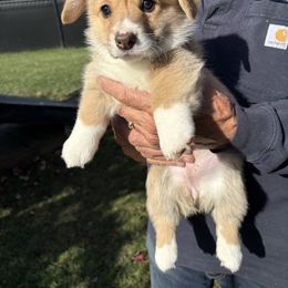 Maple - White and fawn female Pembroke Welsh Corgi puppy in Aumsville, Oregon from Winterflower Corgis