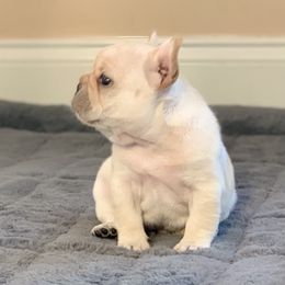 French Bulldog, Goldendoodle, and Golden Retriever Puppies from Crystal Coast Kennels, LLC