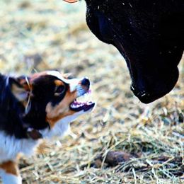 Miniature Australian Shepherds from McDaniel Aussies