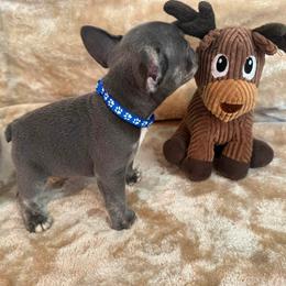 Starkhaus' Lil' Blue Blitz - Blue male French Bulldog puppy in Westerly, Rhode Island from Starkhaus Rottweilers & Frenchies