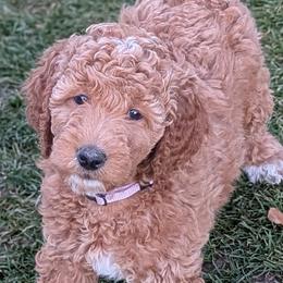Goldendoodles from Houservillekennels