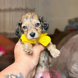 Sampson - Cream male Dachshund puppy in Hornbeck, Louisiana from A&Z Mini Dachshunds