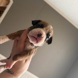 Cookie - Fawn female Boxer puppy in Louisville, Kentucky from Nelson’s Fancy Frenchies and Bulldogs
