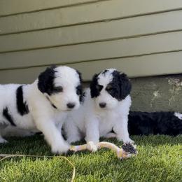 Bernedoodle Puppies from SoCal Bernedoodles