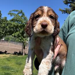 Duffy - Liver white and tan male English Springer Spaniel puppy in Coeur D'alene, Idaho from Springer Hollow
