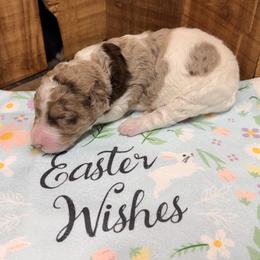 Girl 2 - Red merle female Aussiedoodle puppy in Lavonia, Georgia from H & A Kennels