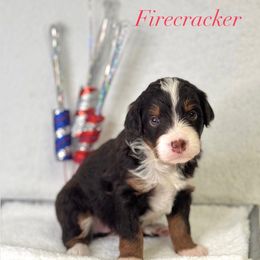 Firecracker - Brown female Bernedoodle puppy in Williamson, New York from Lakeside Doodles