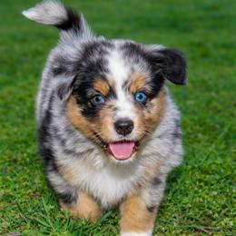 Journey - Blue merle male Miniature Australian Shepherd puppy in Guthrie, Oklahoma from Raised Right Pups