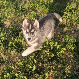 Hawk - Brown and white male Siberian Husky puppy in Webster City, Iowa from Kaleidoscope Kennels