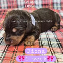 Fiona - Chocolate and tan female Dachshund puppy in Harrodsburg, Kentucky from Wayward Home Dachshunds