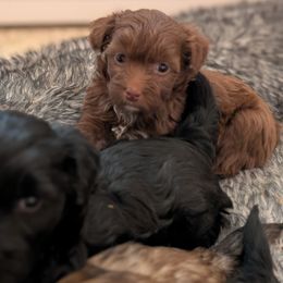 Okarun - Chocolate male Chinese Crested puppy in San Antonio, Texas from Charming Cresteds Kennel