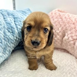 Angelica - Red Dachshund puppy in Imperial, Missouri from Bea’s Dackel Haüs
