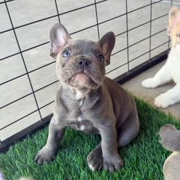 Ash - Blue male French Bulldog puppy in Peoria, Arizona from A Quality French Bulldogs AZ