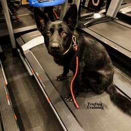 German Shepherds from KMK9