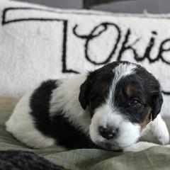 Golden Mountain Doodle Puppies from Silver Barn Doodles