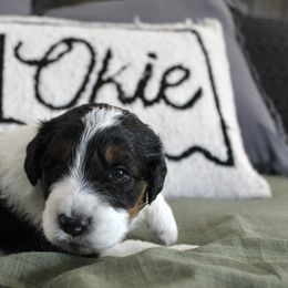 Golden Mountain Doodle Puppies from Silver Barn Doodles