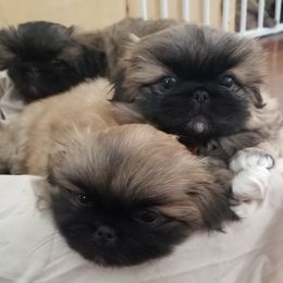 Pekingese from Richards Root River Pekingnese