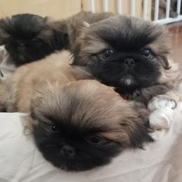Pekingese from Richards Root River Pekingnese