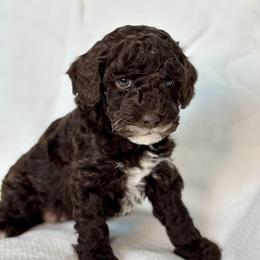 HOPE - Chocolate female Australian Labradoodle puppy in Austin, Texas from AussieTex Labradoodles
