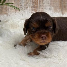 Orange Boy - Chocolate male Cavalier King Charles Spaniel puppy in Ellisville, Mississippi from Malu Lani Cavaliers