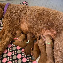 Girl 4 - Red  female Poodle puppy in Clatskanie, Oregon from Columbia River Sunset Poodles