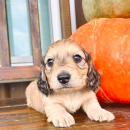 Berry 3500 - Cream male Dachshund puppy in Sylvania, Alabama from Yancey’s Doxies