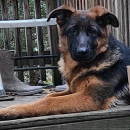 Matilda (TRAINED SERVICE DOG) - Black and red German Shepherd puppy in Jamesville, New York from Mark Carfagno's Pups