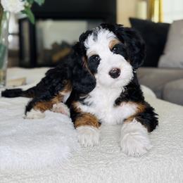 Caspian - male Bernedoodle puppy in West Jordan, Utah from Doodles Friend