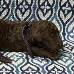 McKay - Brown male Poodle puppy in Chesapeake, Virginia from Doodle-Cove