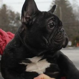 Maze - French Bulldog