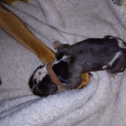 American Leopard Hound Puppies from Black Dragon Hounds