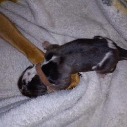 American Leopard Hound Puppies from Black Dragon Hounds