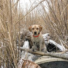 Labrador Retriever Puppies from Holyoke Kennel