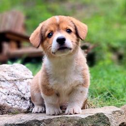 Samuel Adams - Sable male American Corgi puppy in Gouverneur, New York from St. Lawrence Corgis