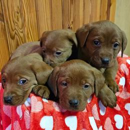 6th choice female available to reserve - Yellow female Labrador Retriever puppy in Dalton, Pennsylvania from Whiteduck Mountain Kennel AKC Australian Cattle Dogs and AKC Fox Red Labrador Retrievers