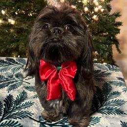 Stella - Shih Tzu