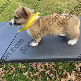 Blaze Male YELLOW Collar - Sable male Miniature Pinscher puppy in Eaton, New York from Snomoon Miniature Pinschers  & Pembroke Welsh Corgi