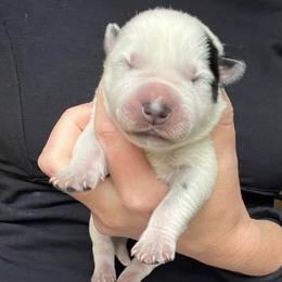 Boy 3 - Blue male Australian Cattle Dog puppy in Irvington, Kentucky from Dry Valley’s Australian Cattle Dogs
