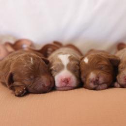 Goldendoodle puppies from GAMMIE’S DOODLES