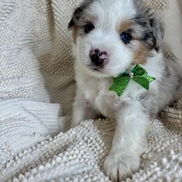Val - Blue merle male Miniature American Shepherd puppy in Henrietta, New York from Morning Glory Minis