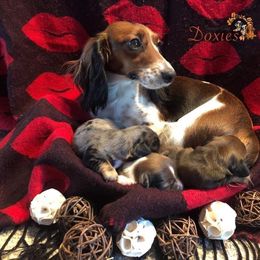 Dachshund Puppies from ForeversEdge Doxies